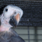 Homey the Timneh African Grey parrot